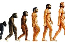 Photo of Эволюция человека в антропологии