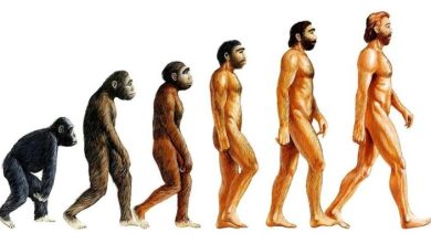 Photo of Эволюция человека в антропологии