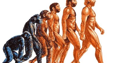 Photo of Антропология: изучение человека