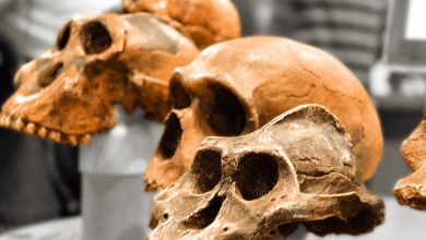 Photo of Физическая антропология: основные концепции