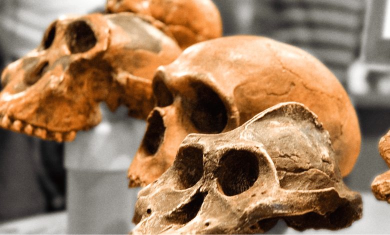 Photo of Физическая антропология: основные концепции